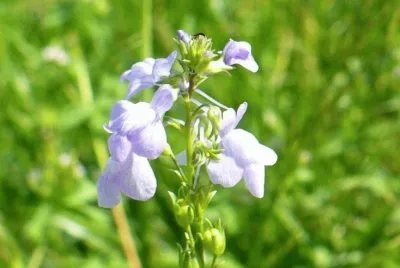 Small wildflower1 jigsaw puzzle