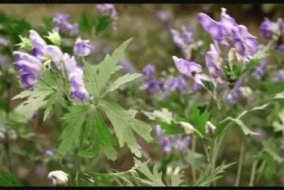 purple jigsaw puzzle