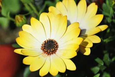 Margarites jigsaw puzzle