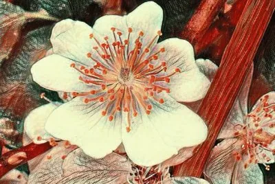 White wild rose1 (photo edited) jigsaw puzzle