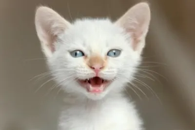 Gatito
