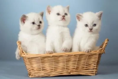 Gatitos