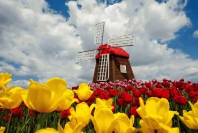 tulips-field