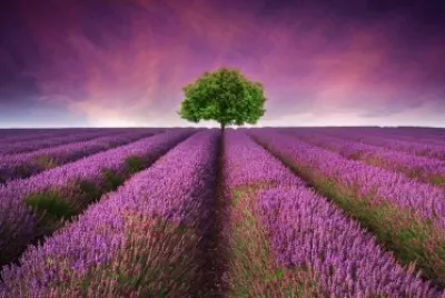 lavender-field jigsaw puzzle