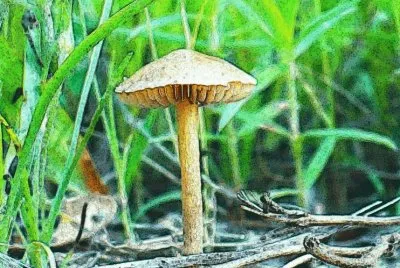 Little mushroom (photo edited) jigsaw puzzle