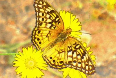 Butterfly3 (photo edited) jigsaw puzzle