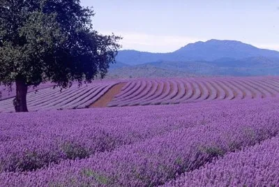 Paisatje jigsaw puzzle