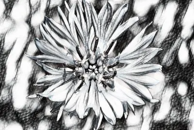 Wild batchlor button2 (photo edited) jigsaw puzzle