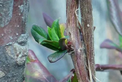New spring growth1 (photo edited) jigsaw puzzle