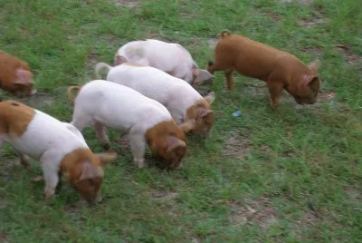 פאזל של Porcos na grama