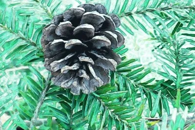 Small pine cone1 (photo edited) jigsaw puzzle