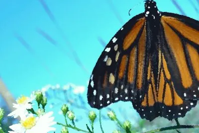 Butterfly4 (photo edited) jigsaw puzzle