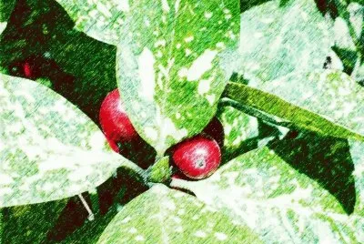 Berries (photo edited) jigsaw puzzle