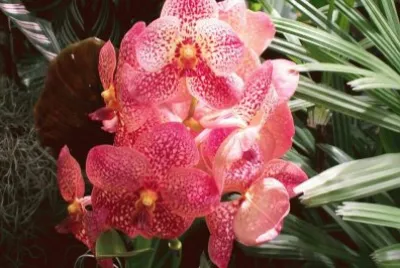 Flores de Aibonito, PR jigsaw puzzle