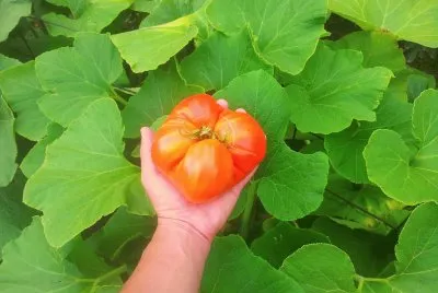 super tomate jigsaw puzzle