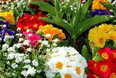 Bunt jigsaw puzzle