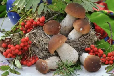 Mushrooms_nature_Berry_ jigsaw puzzle