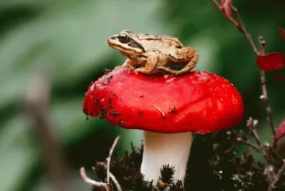 Frogs_Mushrooms_nature_ jigsaw puzzle
