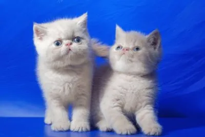 Gatos