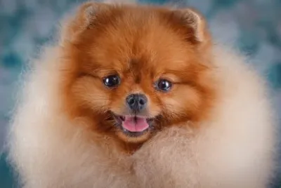 Dogs_Spitz_
