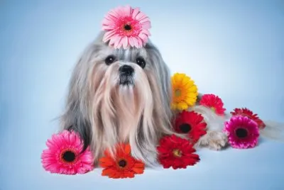 Dogs_Gerberas_ jigsaw puzzle