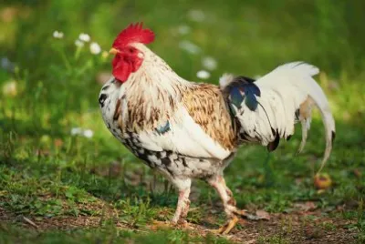 Gallo