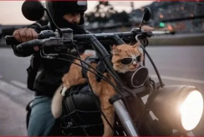 GATO DE ROL