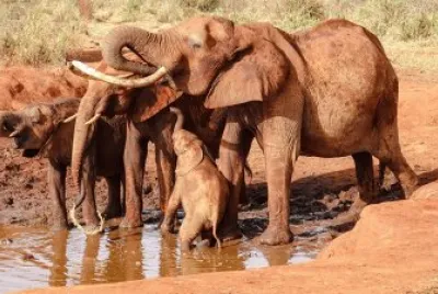 Elephants_