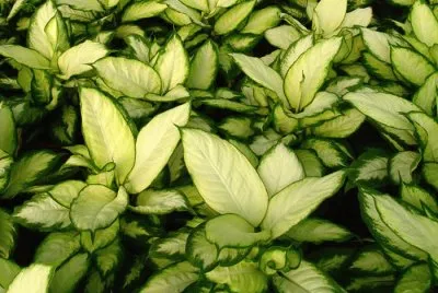 dieffenbachia camila jigsaw puzzle