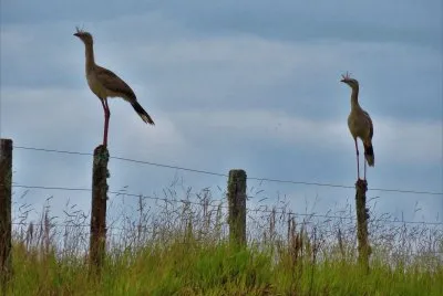 פאזל של Siriemas na cerca