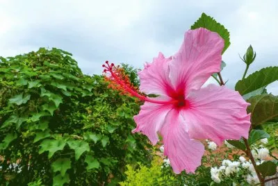 פאזל של Hibisco rosa
