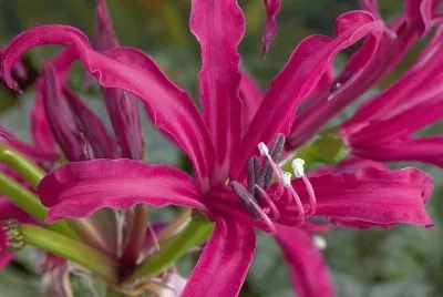 imagens jigsaw puzzle