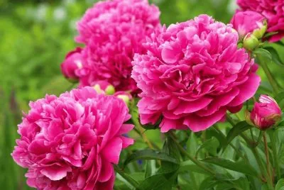 imagens jigsaw puzzle