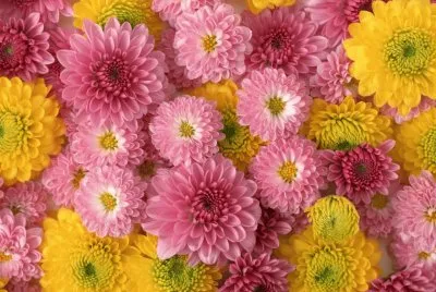 æ’²é¼»èŠ±é¦™ jigsaw puzzle