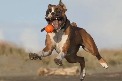 brucieboy