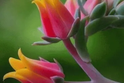 pretty  flower