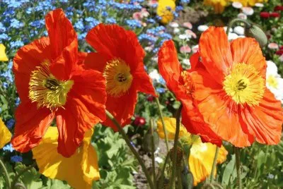 imagens jigsaw puzzle
