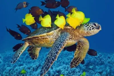 turtle-and-fishes