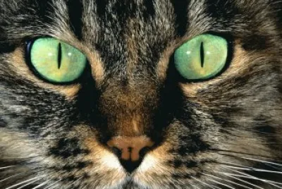 green-eyes-