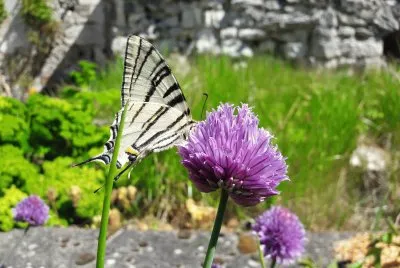 Iphiclides podalirius jigsaw puzzle