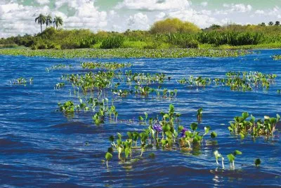 Laguna del IberÃ¡. Corrientes. Argentina jigsaw puzzle