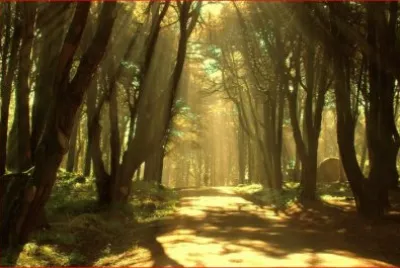 FLORESTA jigsaw puzzle