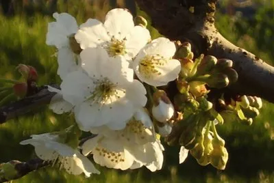 fiori di ciliegio jigsaw puzzle