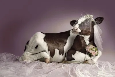 Vaca-Novia