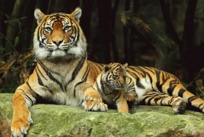 Tiger-Family