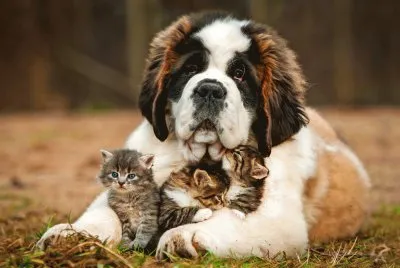 St-Bernard-Dog