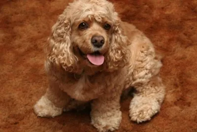 Cocker-Spaniel