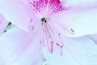 White (with pink) azalea jigsaw puzzle