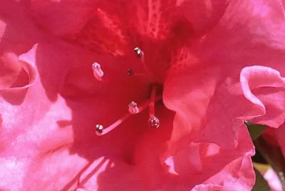 Pink  azalea jigsaw puzzle