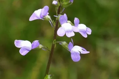 Light lavender wildflower2 jigsaw puzzle